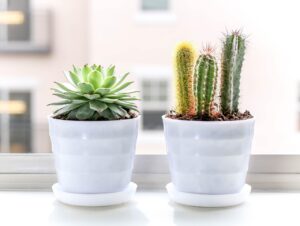 Tronchetto porta fortuna e cactus in un vaso, simboli di prosperità e protezione dalle negatività.