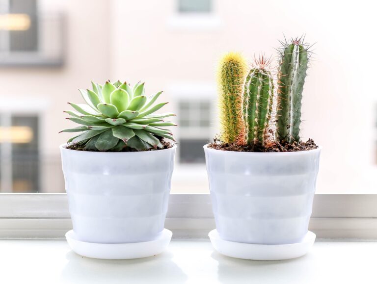 Tronchetto porta fortuna e cactus in un vaso, simboli di prosperità e protezione dalle negatività.