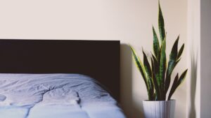 Sansevieria e Aloe in una camera da letto, piante che purificano l'aria e migliorano il benessere.