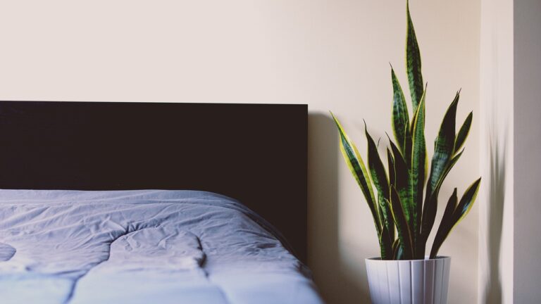 Sansevieria e Aloe in una camera da letto, piante che purificano l'aria e migliorano il benessere.