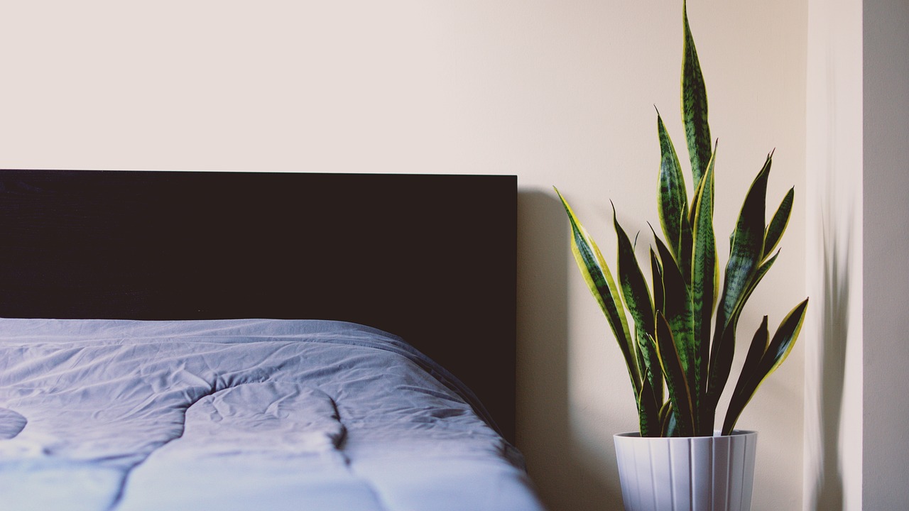 Sansevieria e Aloe in una camera da letto, piante che purificano l'aria e migliorano il benessere.