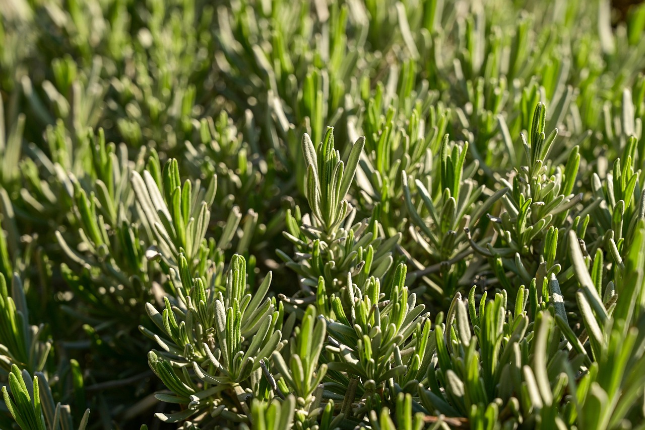Immagine di una pianta di lavanda legnosa con rami secchi, pronta per la potatura.
