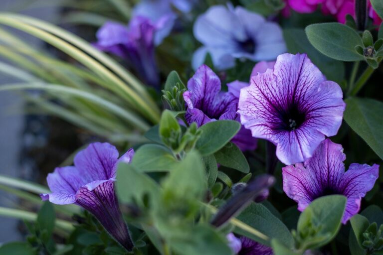 Due piante annuali e due piante perenni a confronto in un giardino fiorito.
