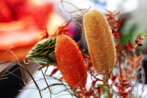 Immagine di una pianta di luffa con frutti simili a zucchine verdi pendenti.