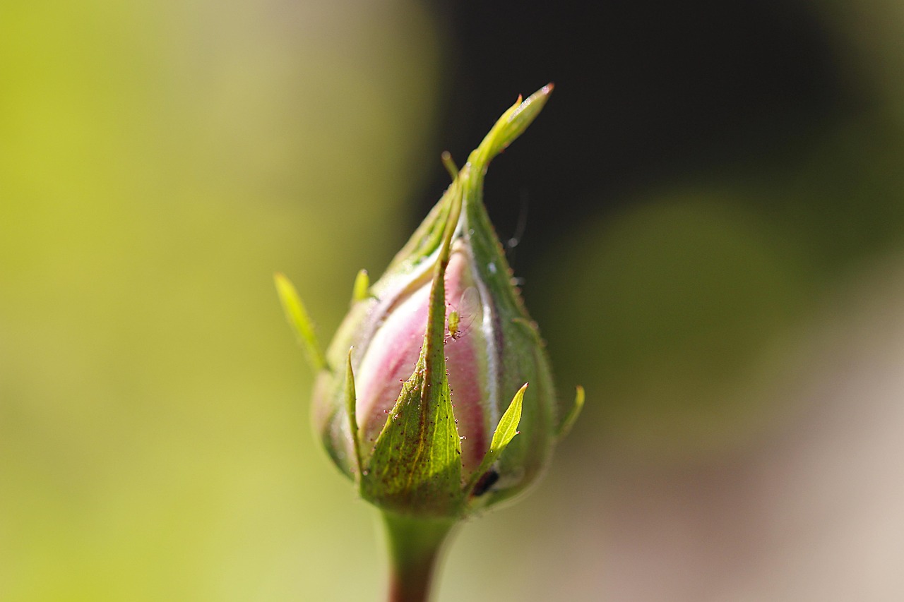 Rosa infestata da afidi, trattata con acqua e sapone di Marsiglia.