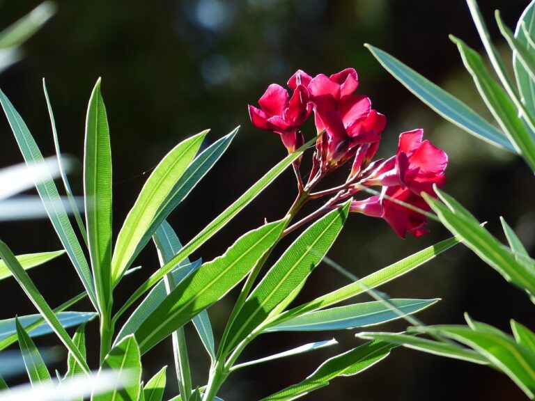 Immagine di piante velenose per cani: oleandro, cycas e stella di Natale in giardino.