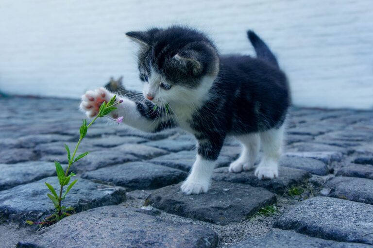 Valeriana e Matatabi: piante che attirano e fanno felici i gatti, con foglie verdi e fiori colorati.