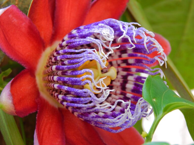 Fiori colorati di passiflora con frutti commestibili sullo sfondo verde, simbolo di bellezza e natura.