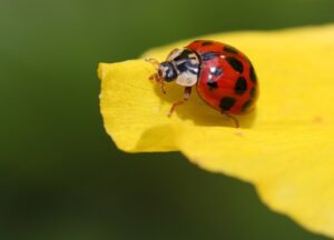 Coccinella su foglia verde, simbolo di giardinaggio sostenibile e lotta ai parassiti con calendula e fiordaliso.