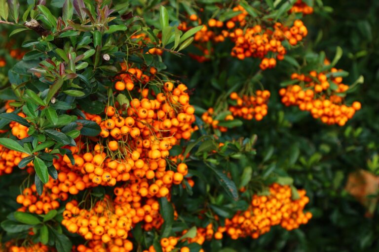 Pyracantha con bacche arancioni e spine, ideale per siepi protettive e nutrimento invernale per gli uccelli.